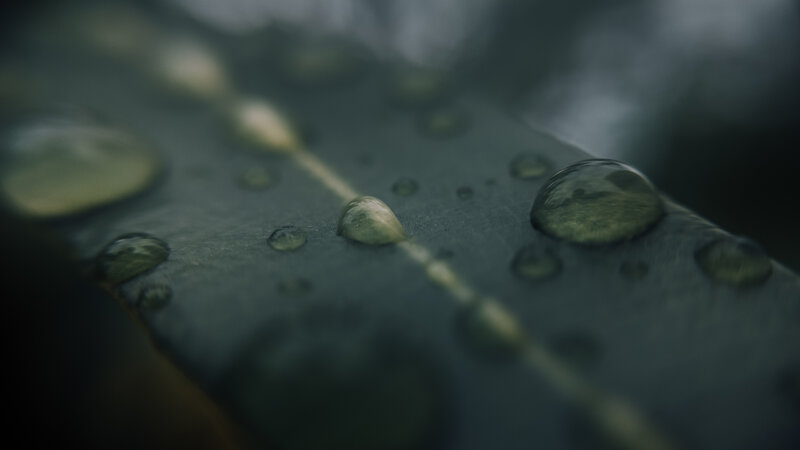 Raindrops on Leaf — Green, Moody