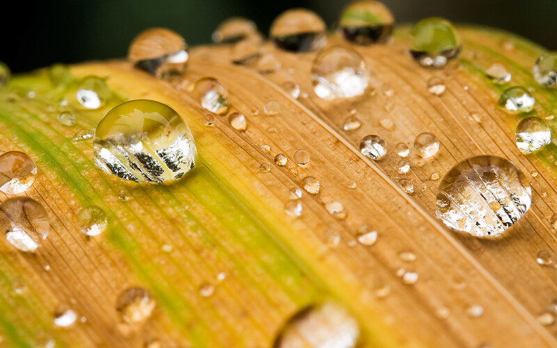 Raindrops on Leaf — Green, Serene