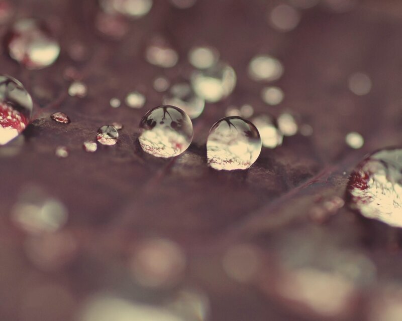 Raindrops on Leaf — Purple