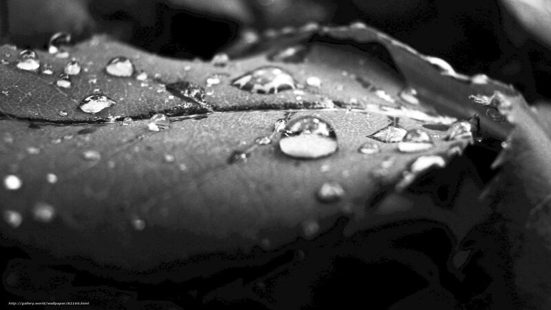 Raindrops on Leaf