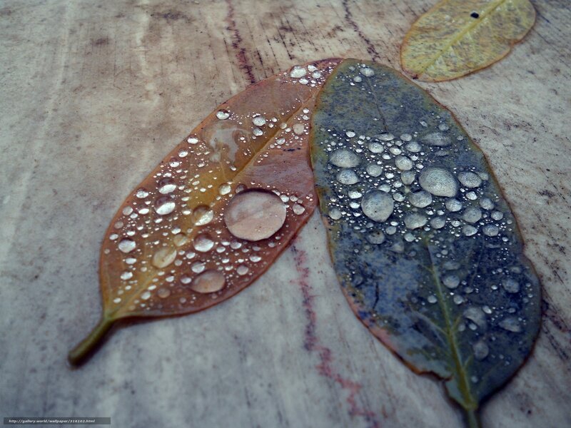 Raindrops on Leaves