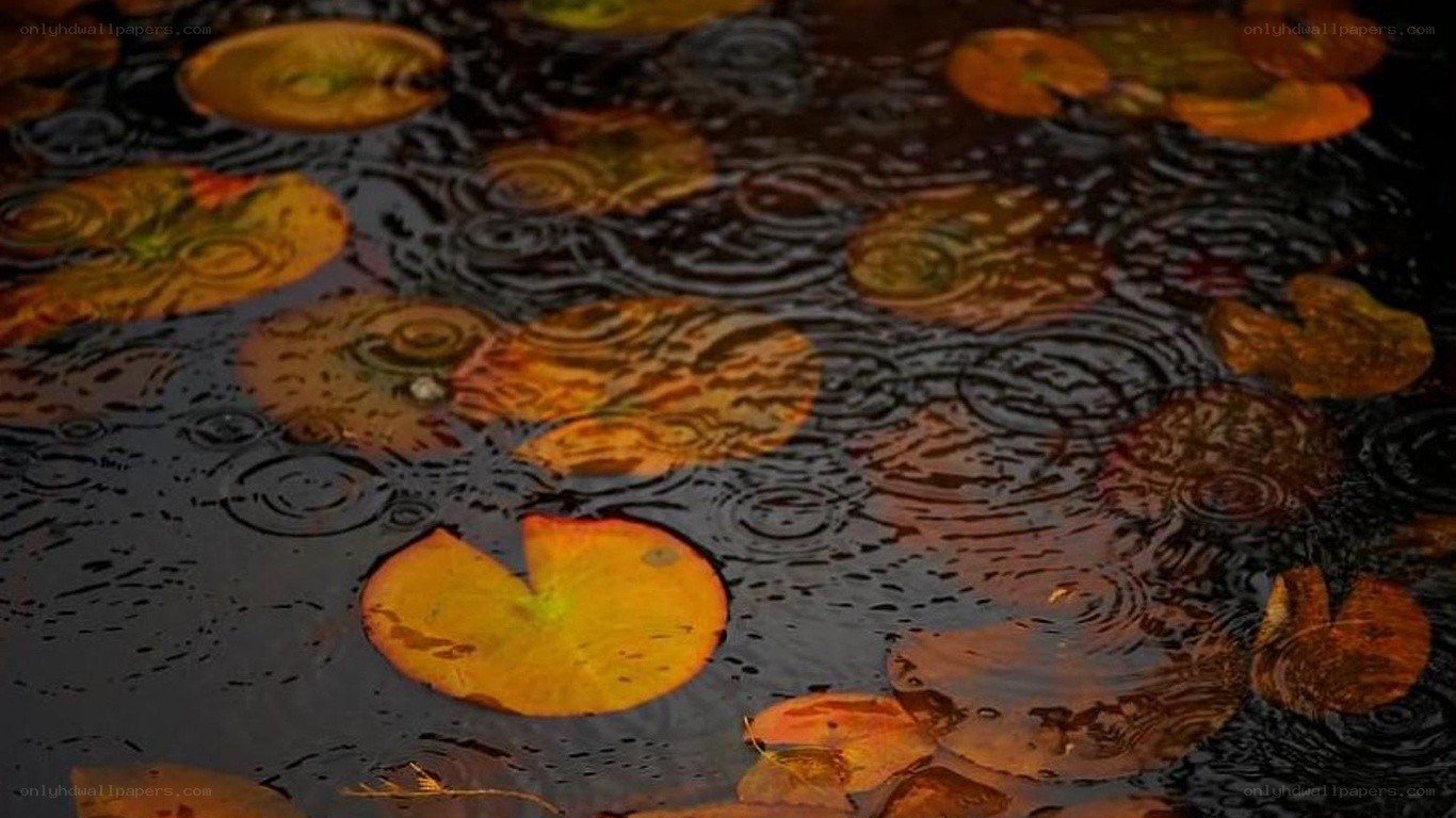 raindrops on lily pads