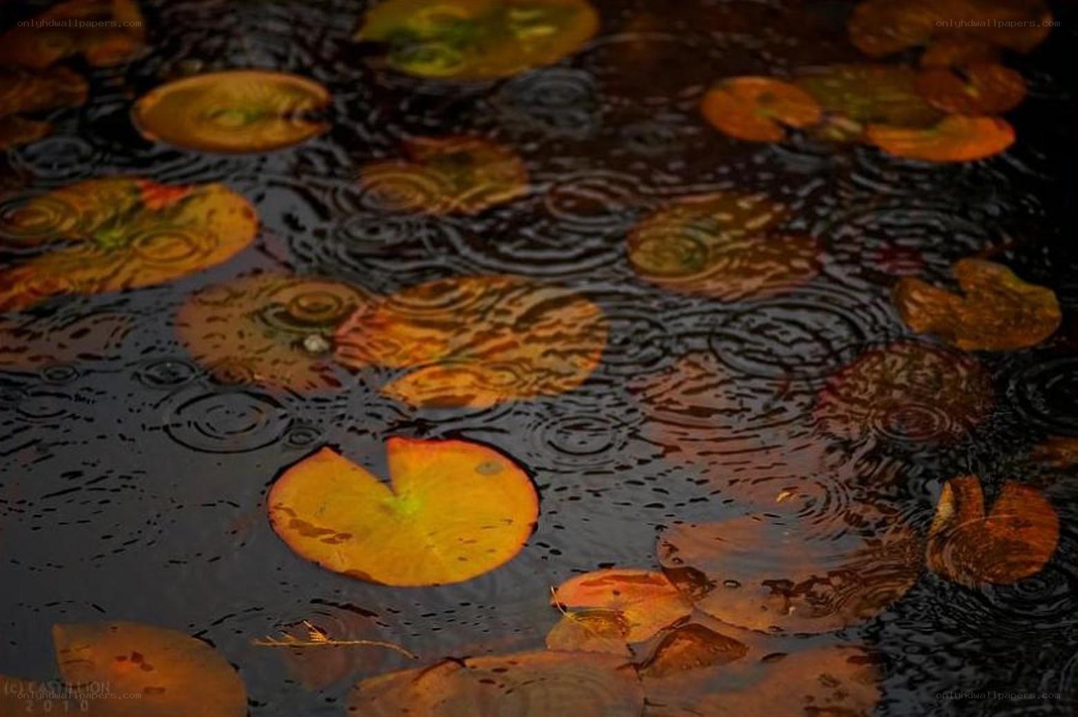 raindrops on lily pads