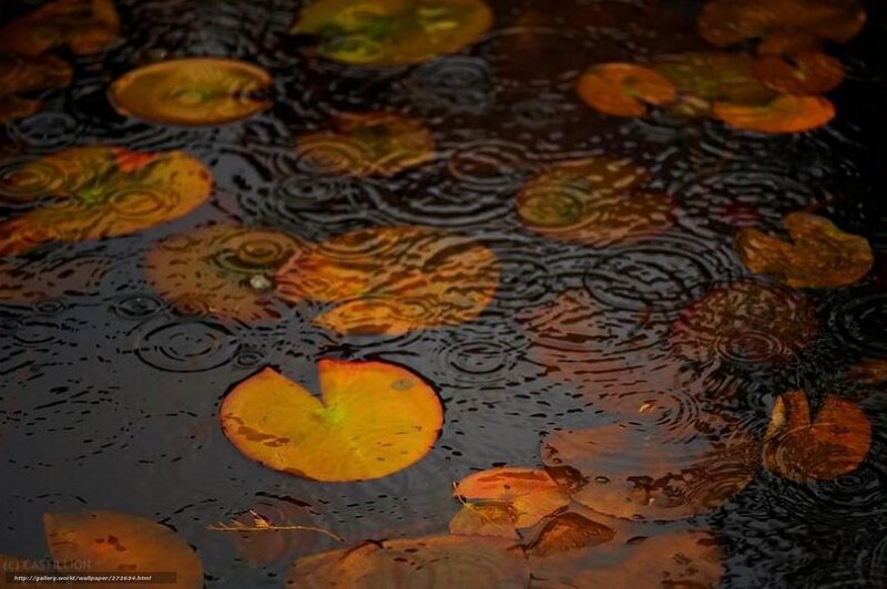 Raindrops on lily pads