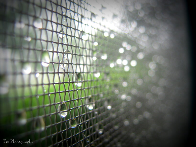 Raindrops on Mesh Screen