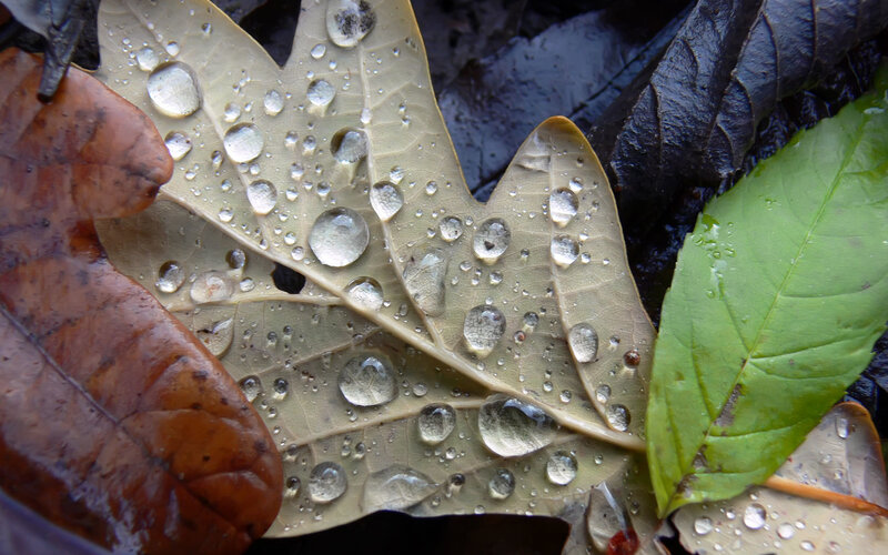 Raindrops on Oak Leaf