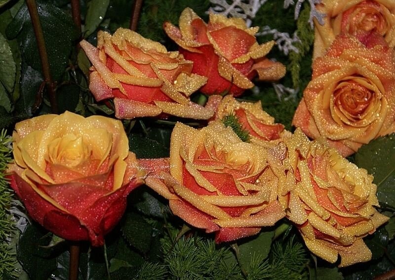 Raindrops on orange roses