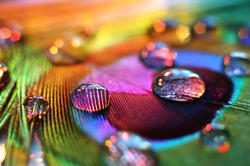 Raindrops on Peacock Feather