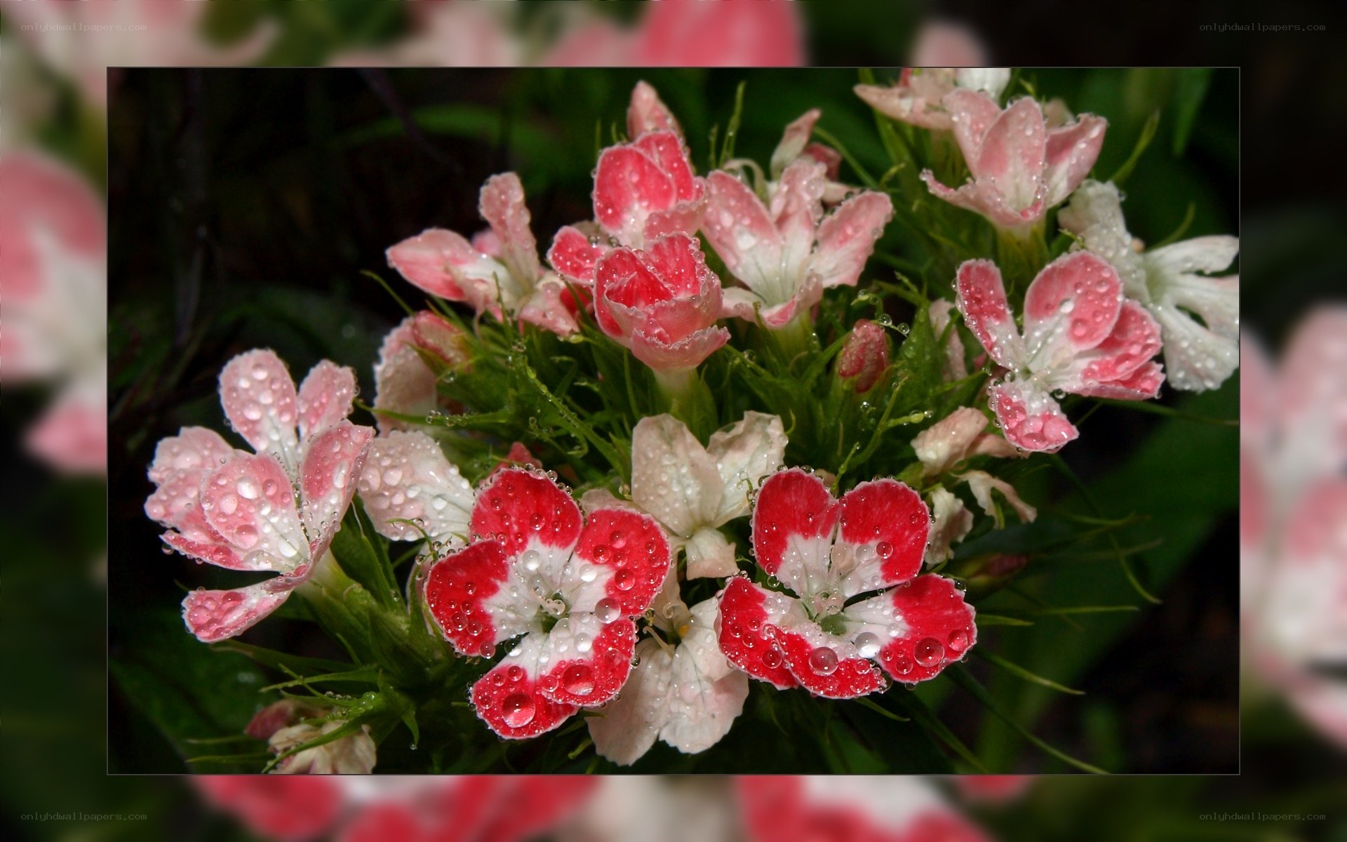 Raindrops on pink and white flowers