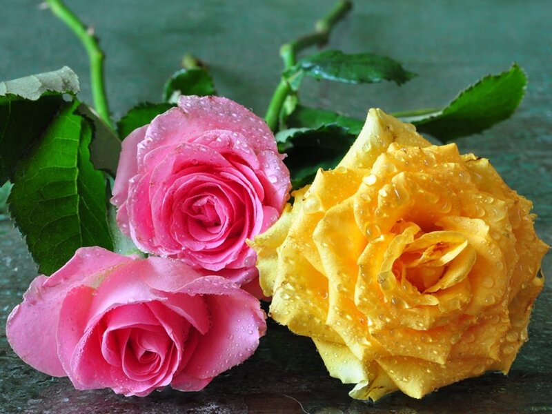 Raindrops on pink and yellow roses