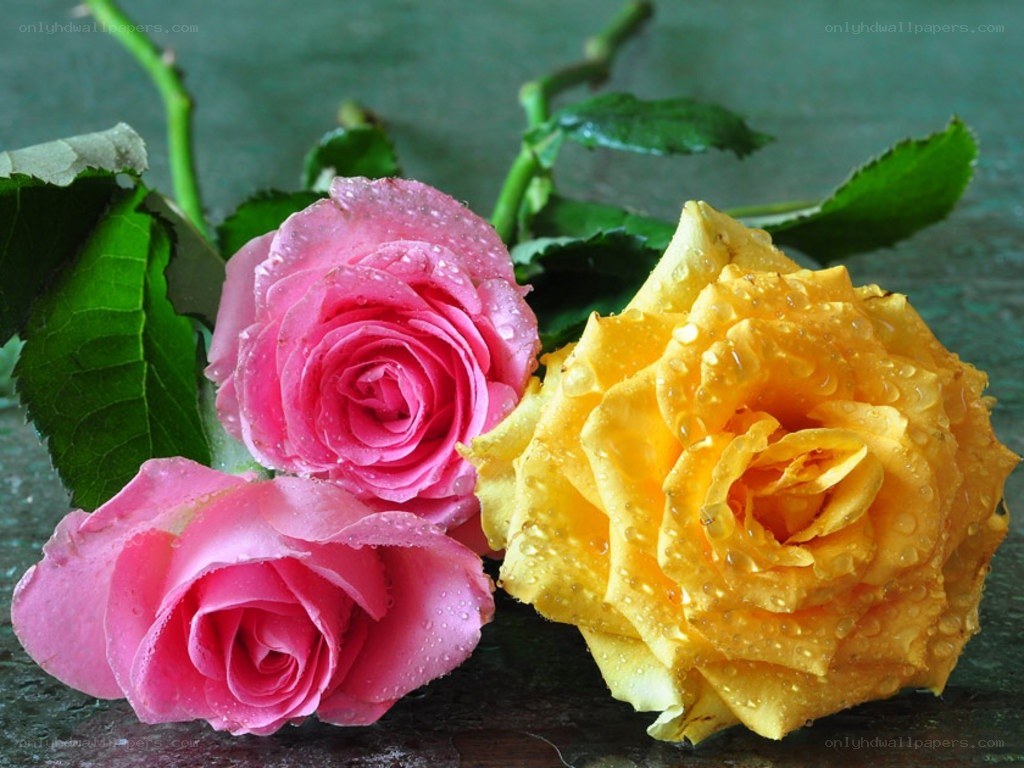 Raindrops on pink and yellow roses