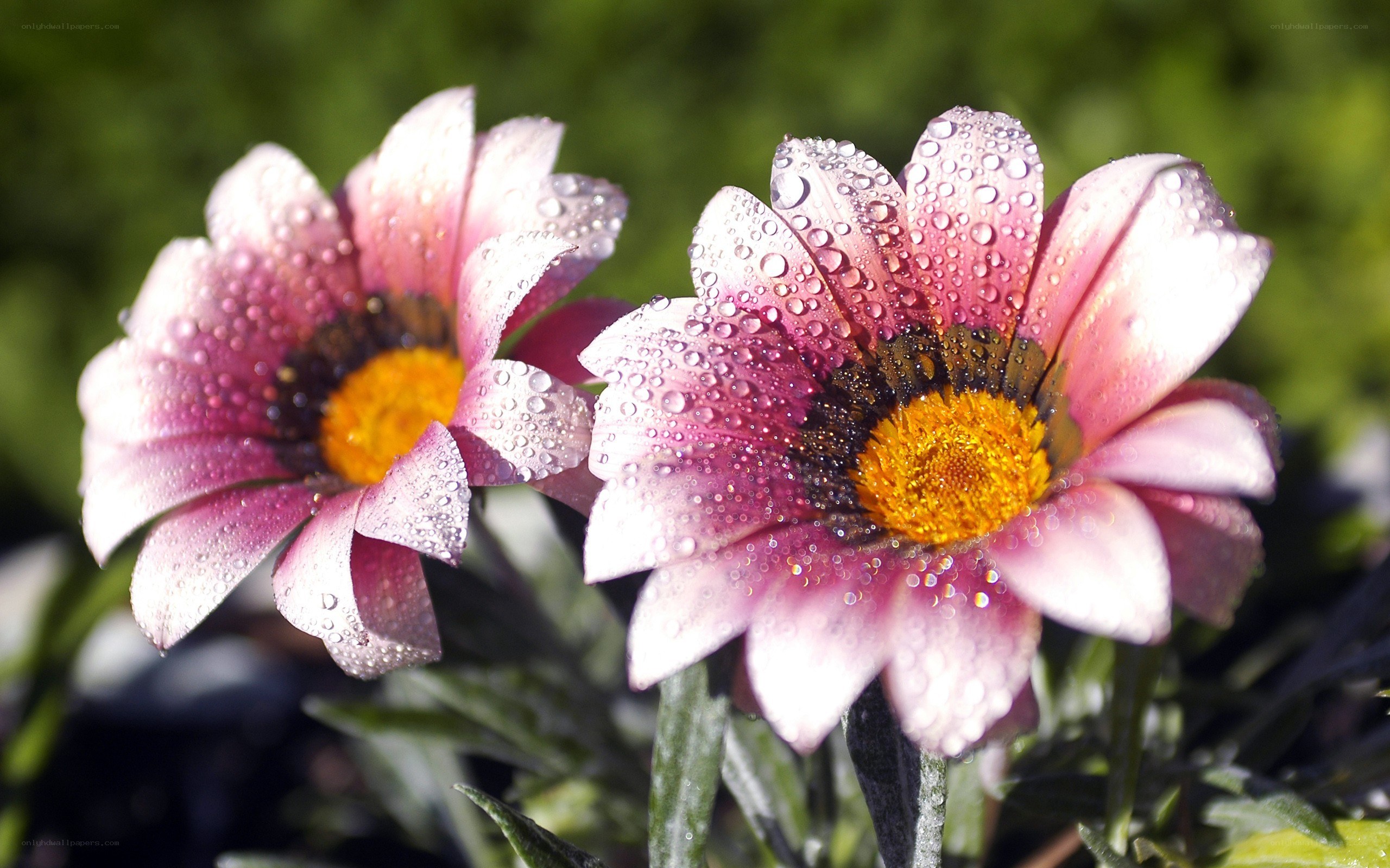 Raindrops on pink daisies