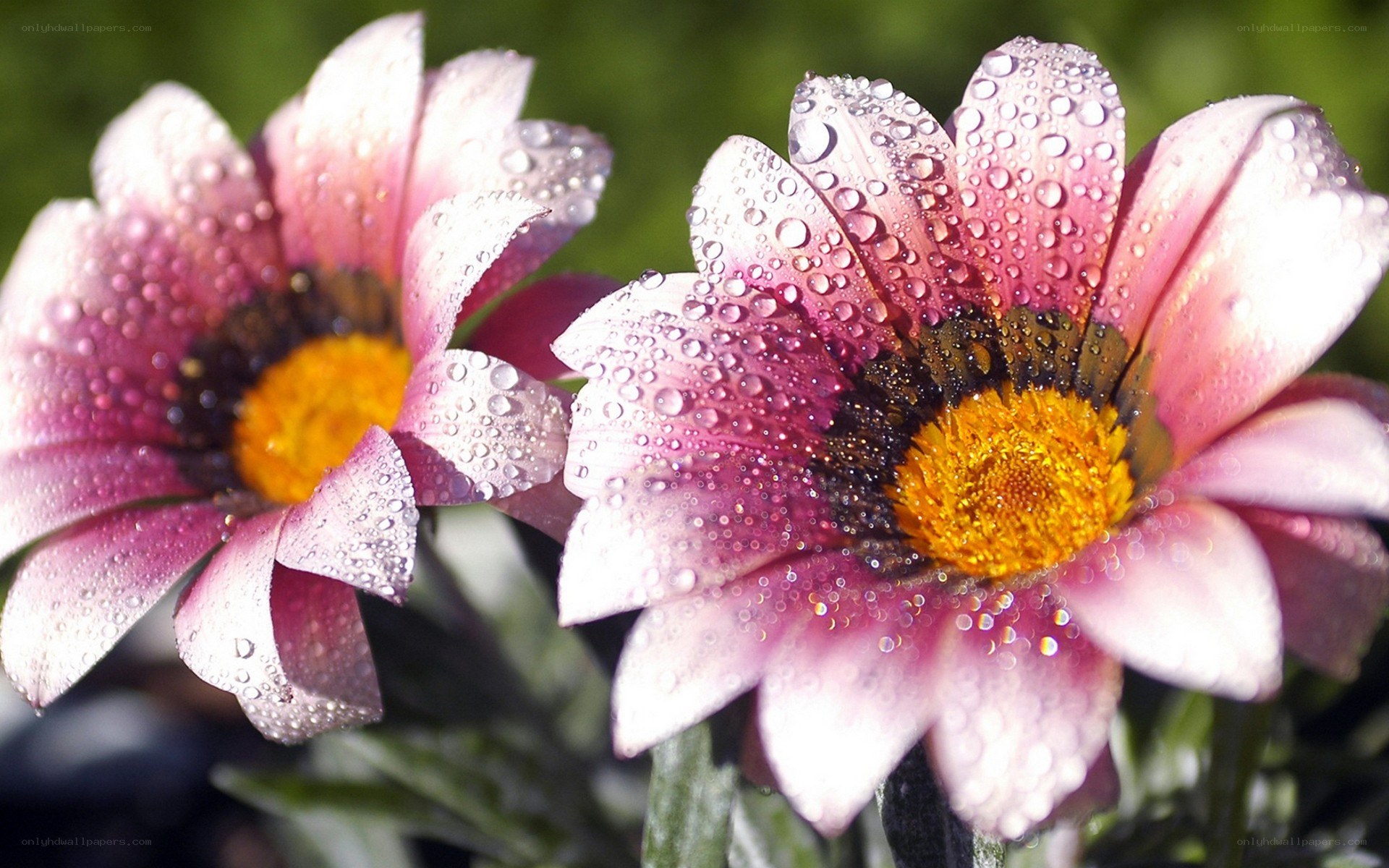 Raindrops on pink daisies