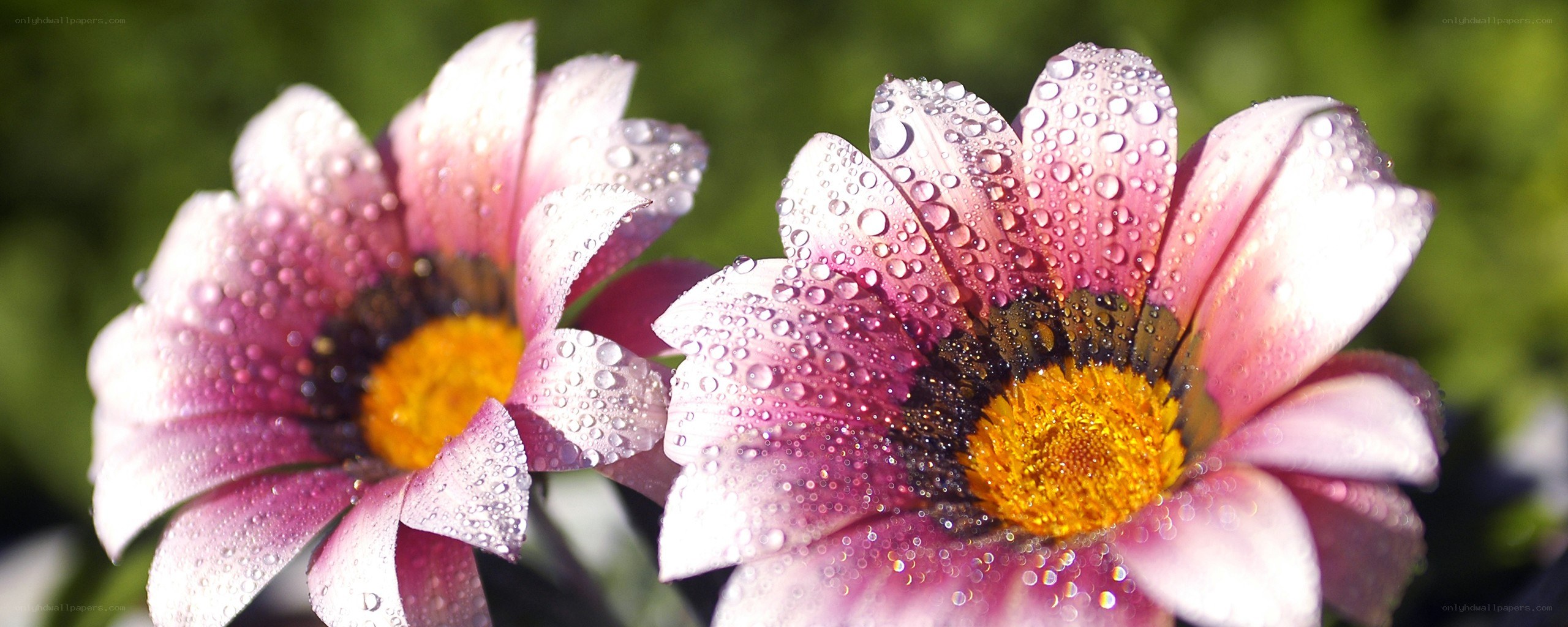 Raindrops on pink daisies