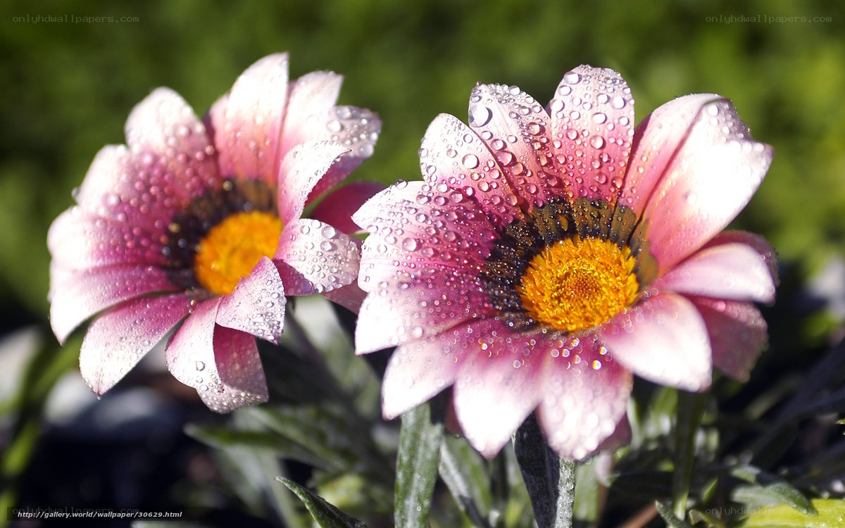 Raindrops on pink daisies