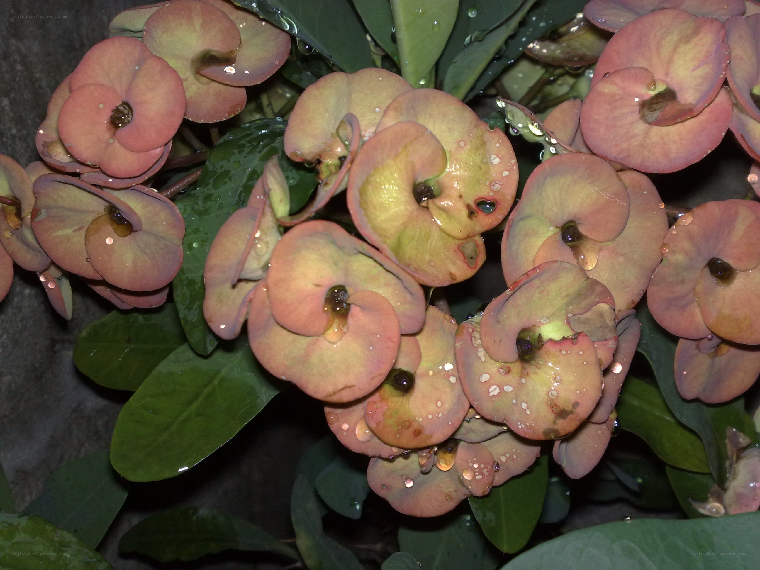 raindrops on pink flowers