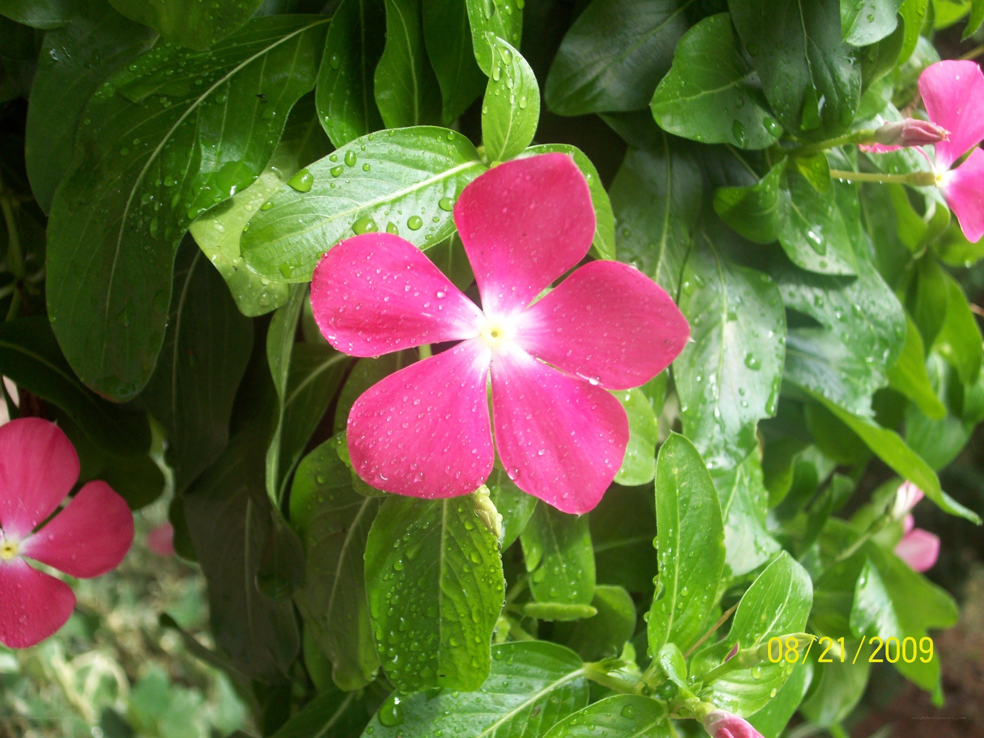raindrops on pink flowers