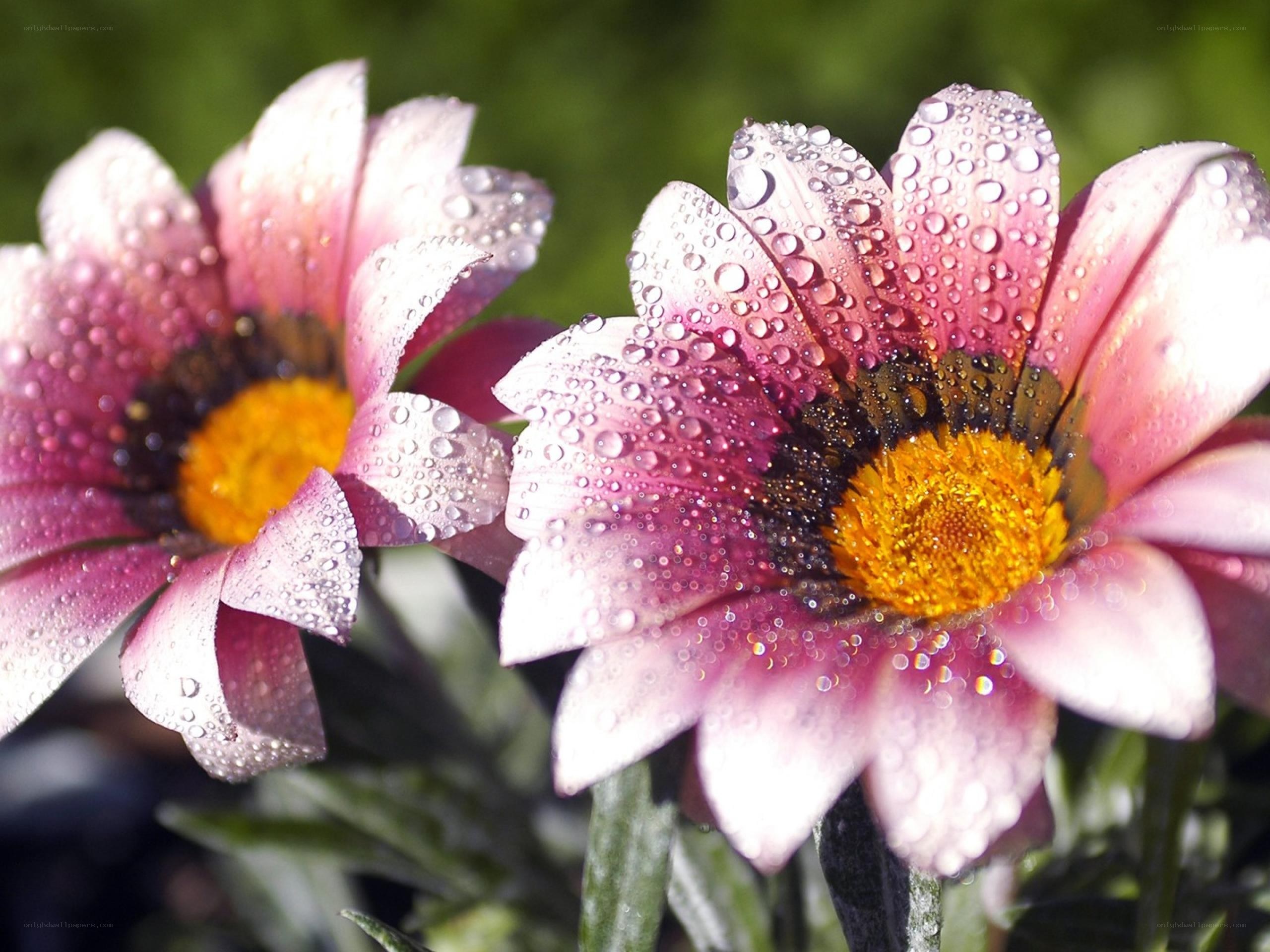 Raindrops on pink flowers