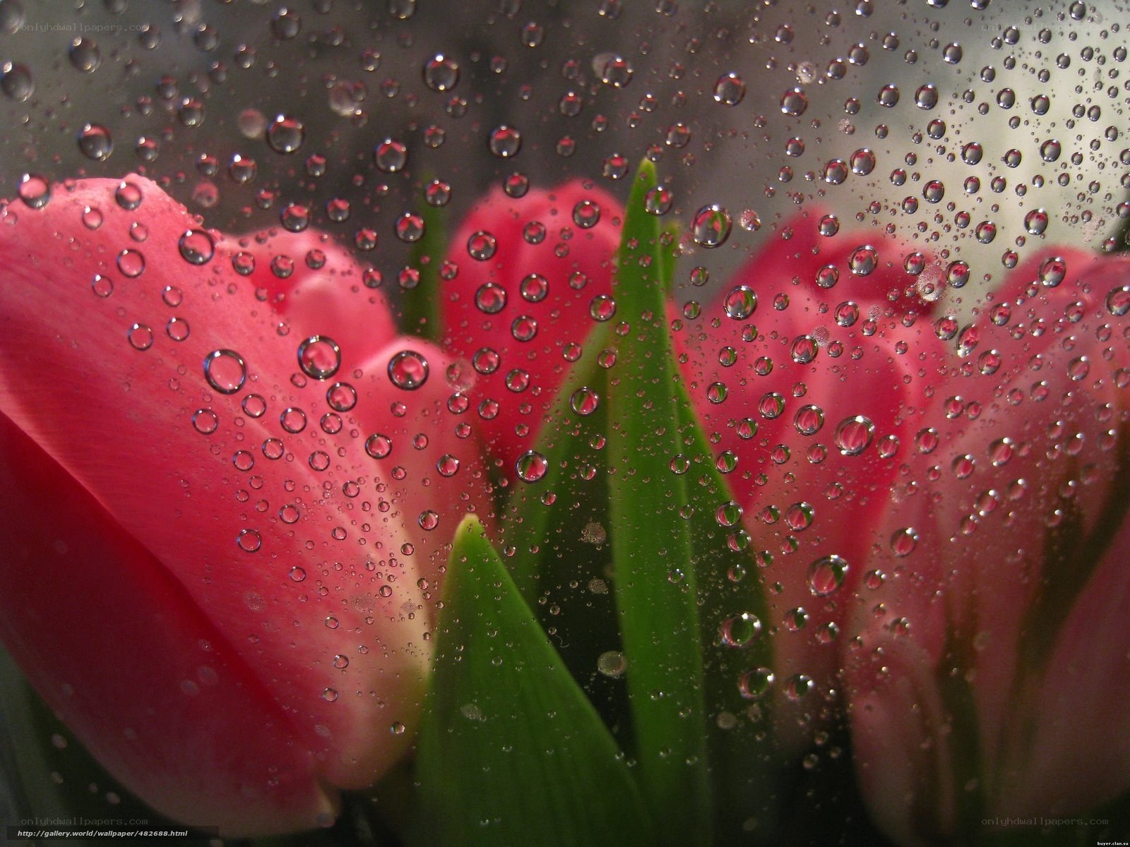 Raindrops on pink tulips