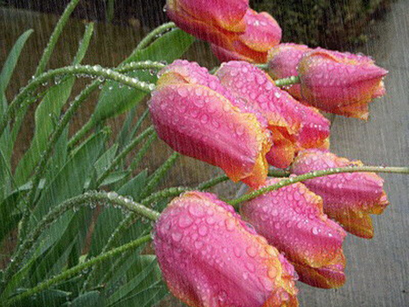 Raindrops on pink tulips