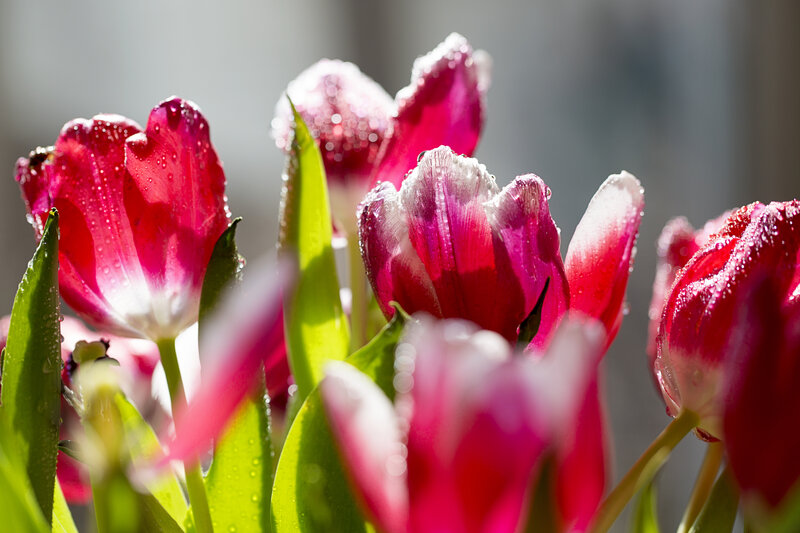 Raindrops on pink tulips