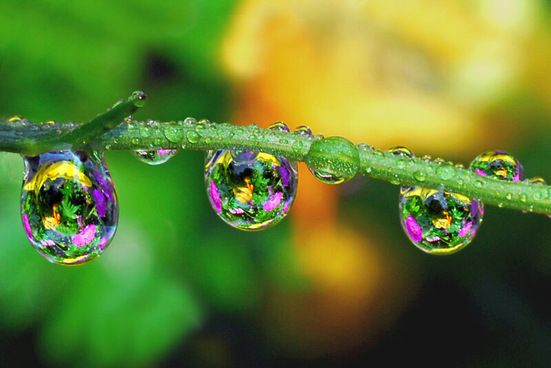 Raindrops on Plant Stem — Green