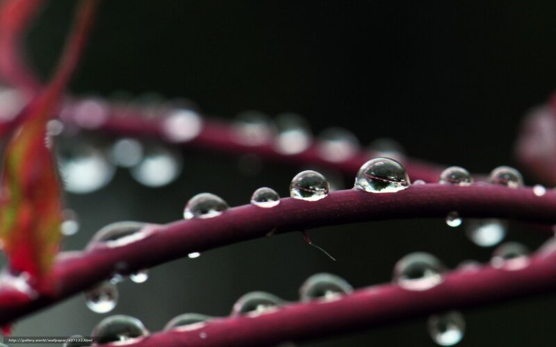 Raindrops on Plant Stem — Red