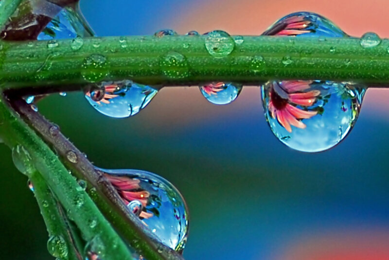Raindrops on Plant Stem