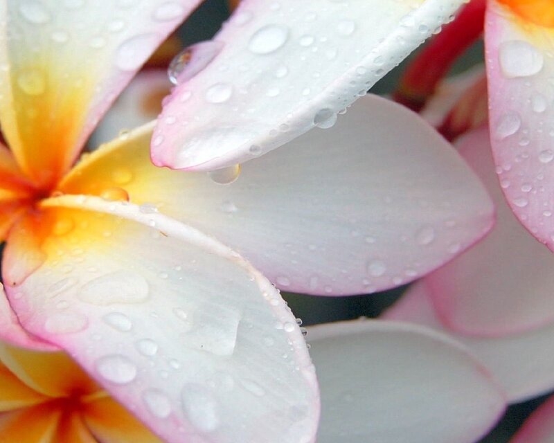 Raindrops on plumeria flower