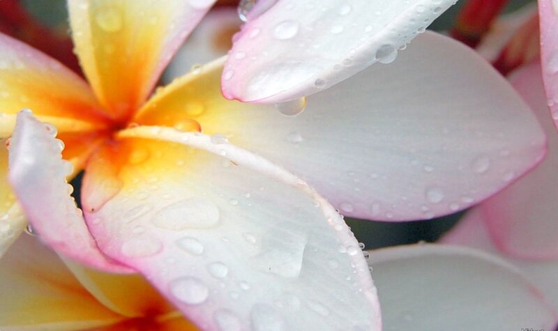 Raindrops on plumeria flower