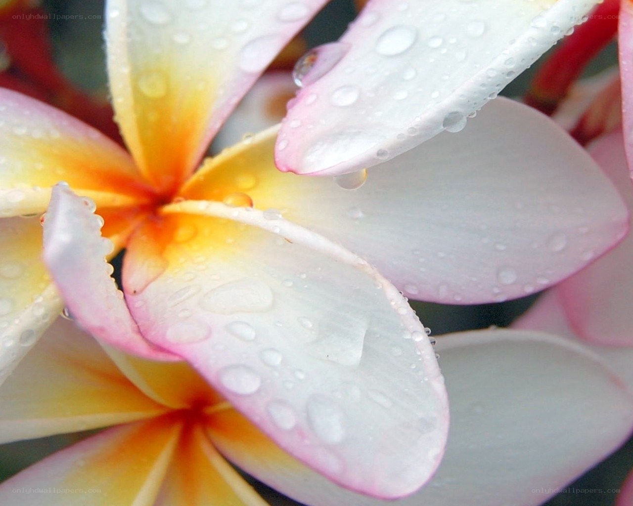 Raindrops on plumeria flower