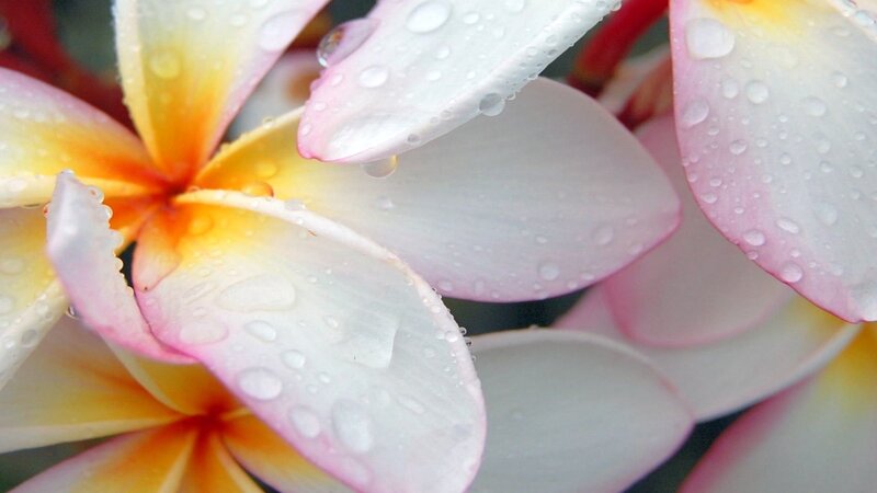 Raindrops on plumeria flowers