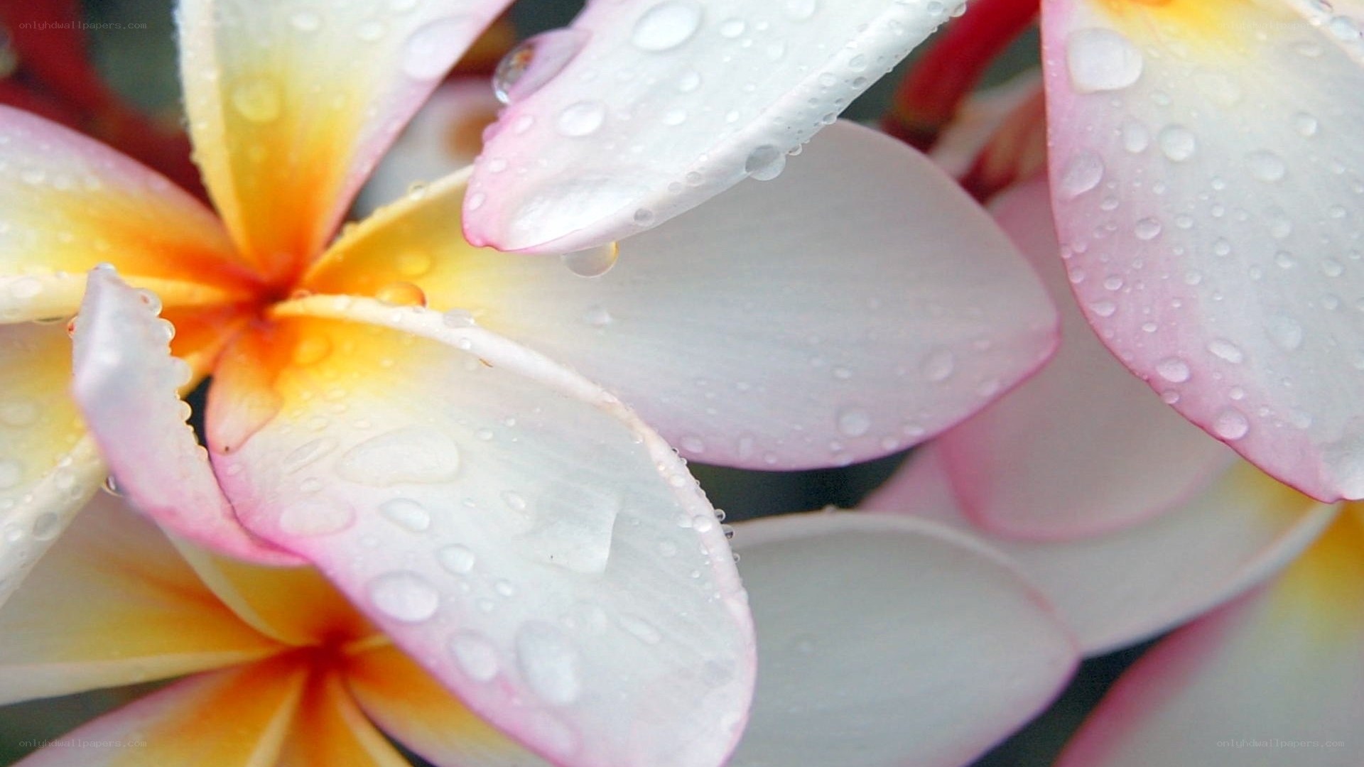 Raindrops on plumeria flowers