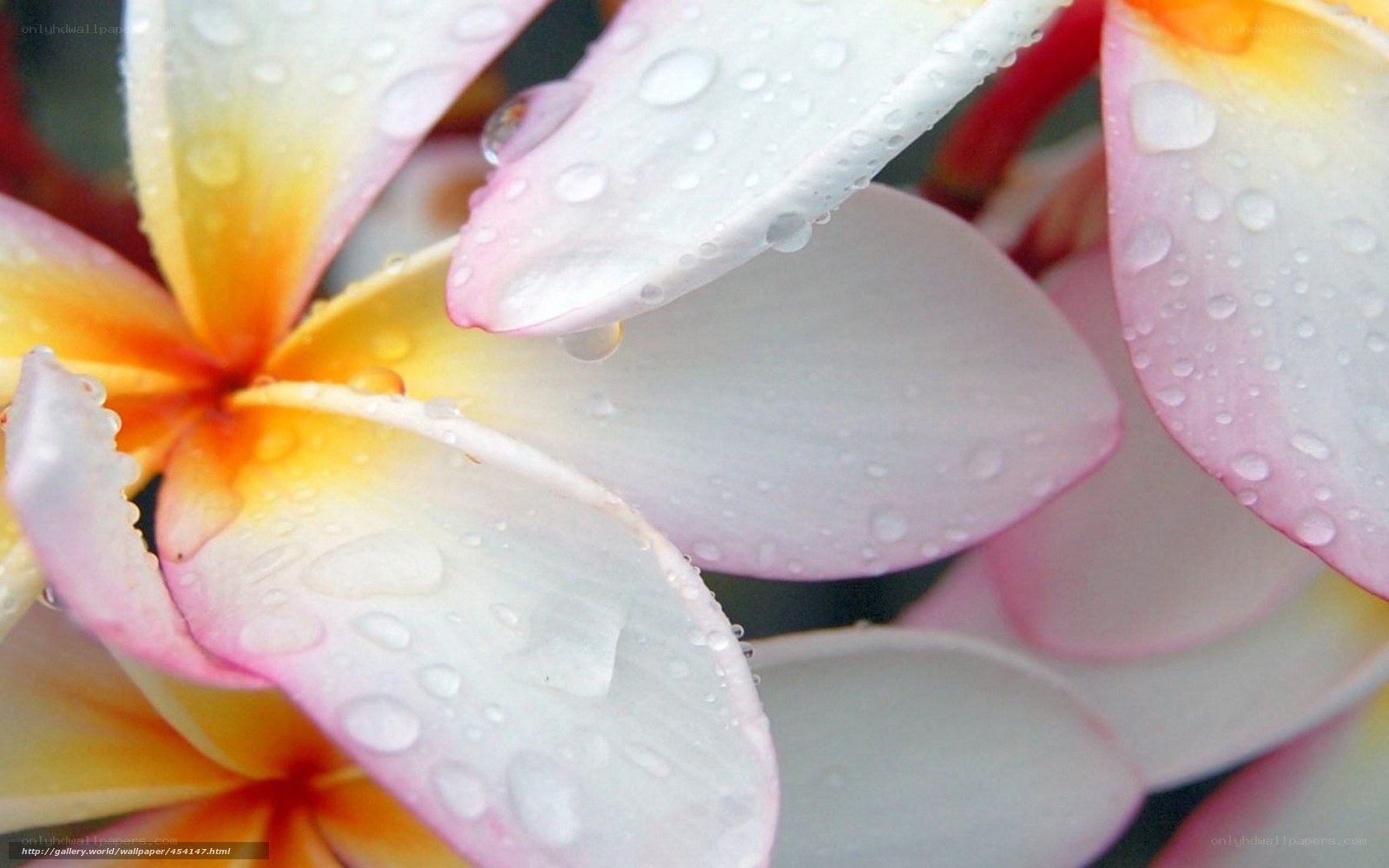 Raindrops on plumeria flowers