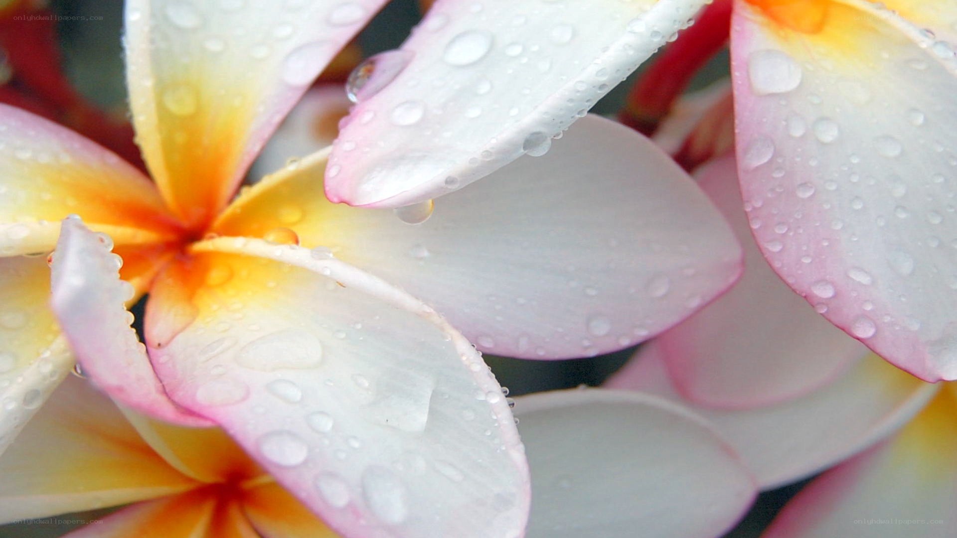 Raindrops on plumeria flowers