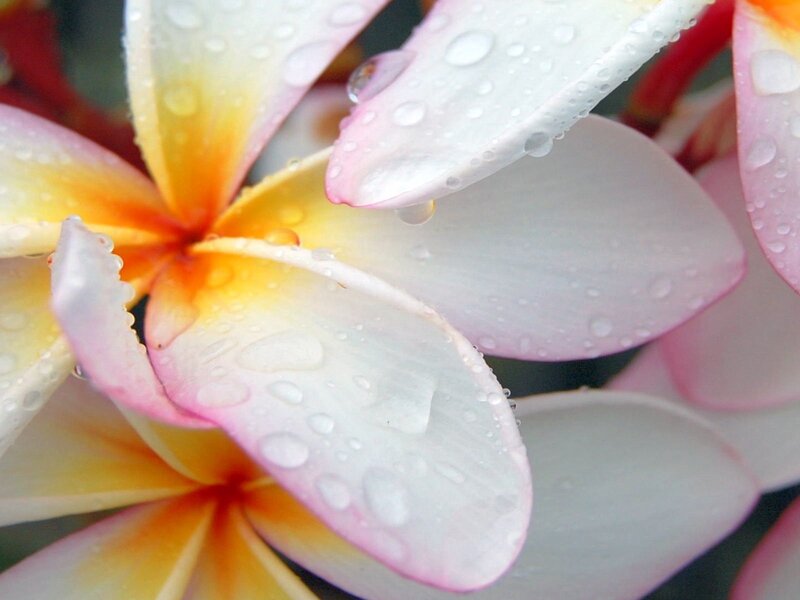 Raindrops on plumeria flowers