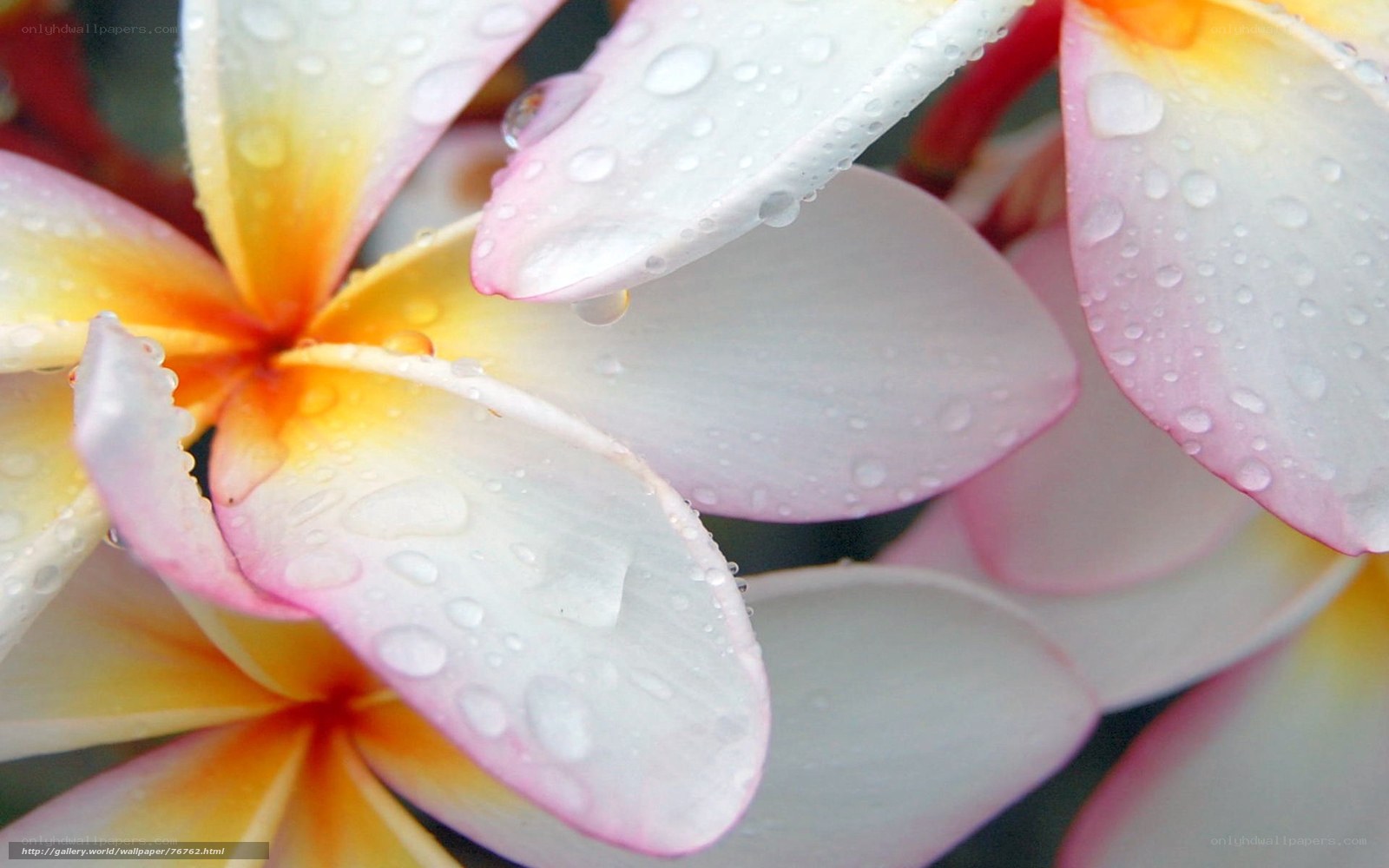Raindrops on plumeria flowers