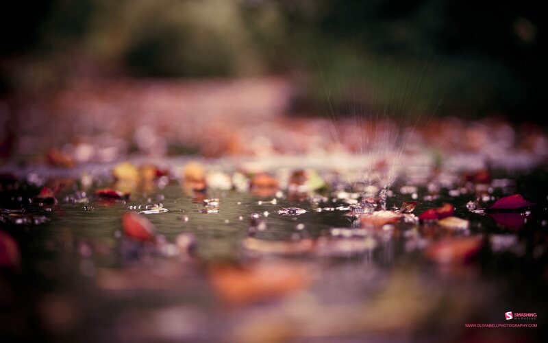 Raindrops on Puddle — Brown, Calm, Autumn, Photograph