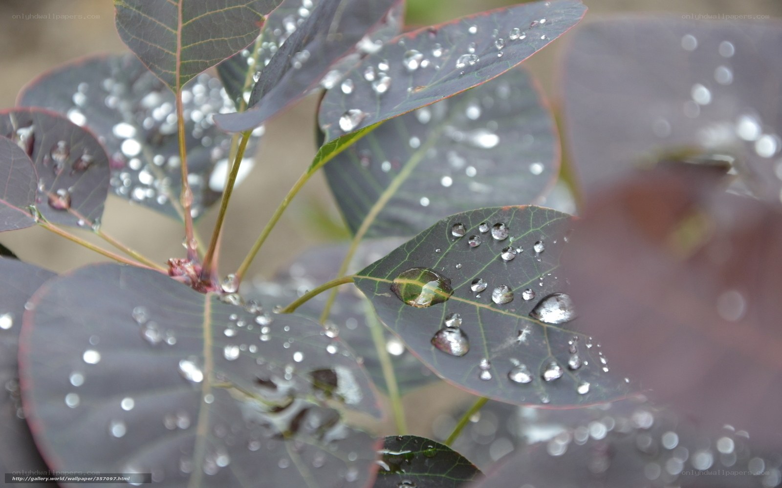 Raindrops on purple leaves