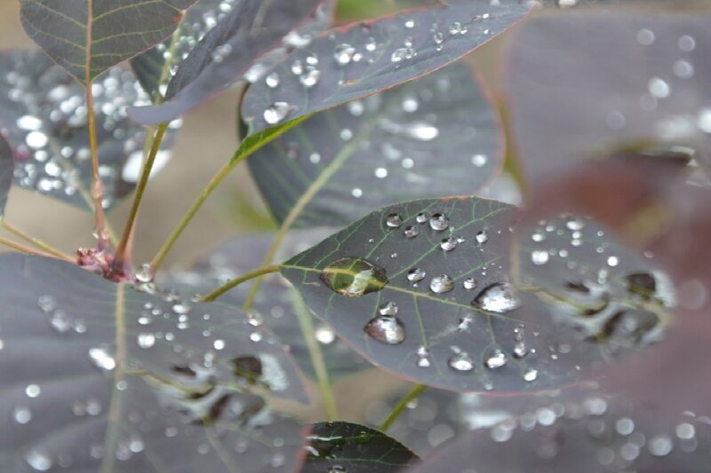 Raindrops on Purple Leaves — Calm