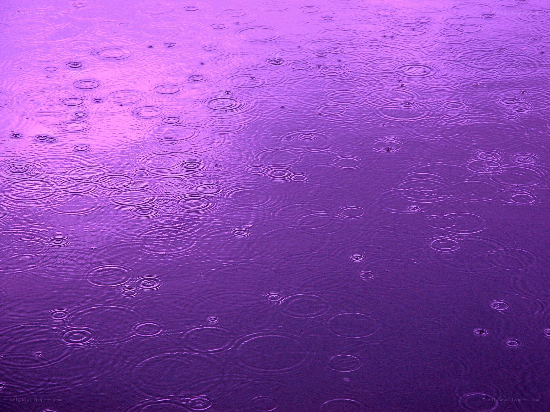 raindrops on purple water