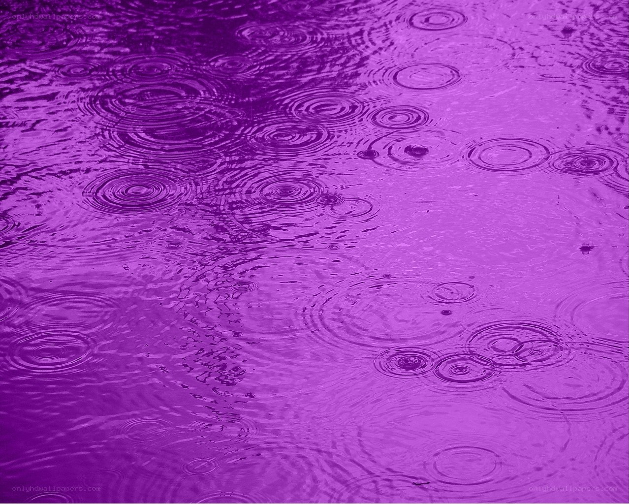 raindrops on purple water