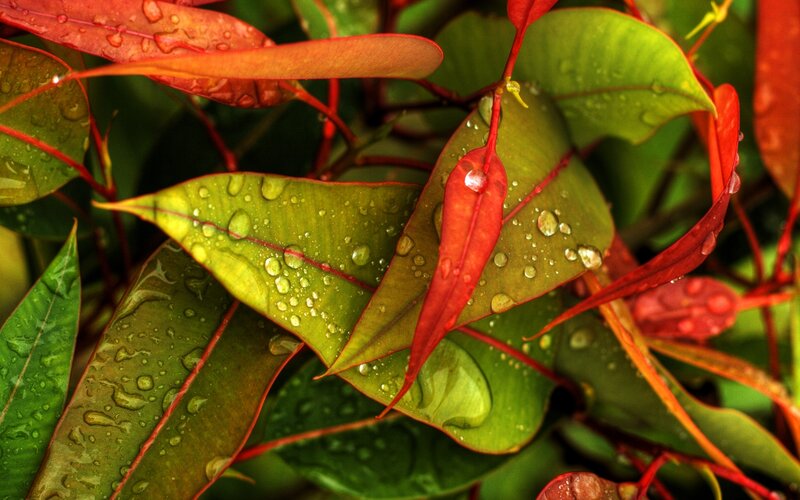 Raindrops on Red and Green Leaves — Vibrant, Photograph