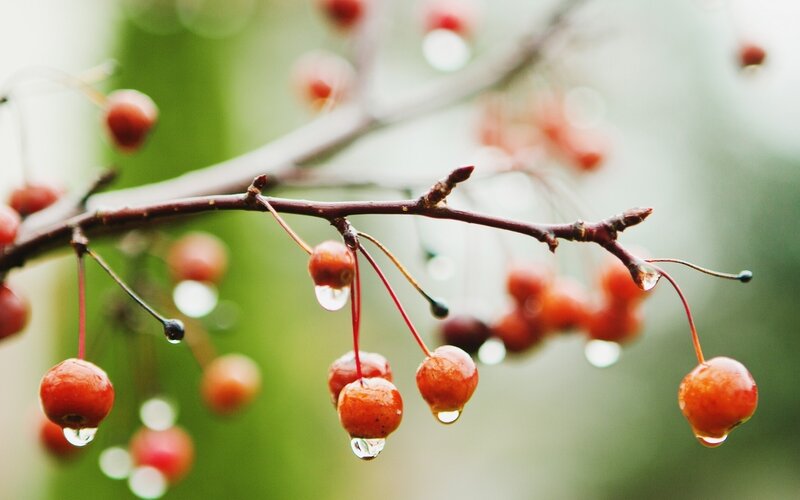 raindrops on red berries