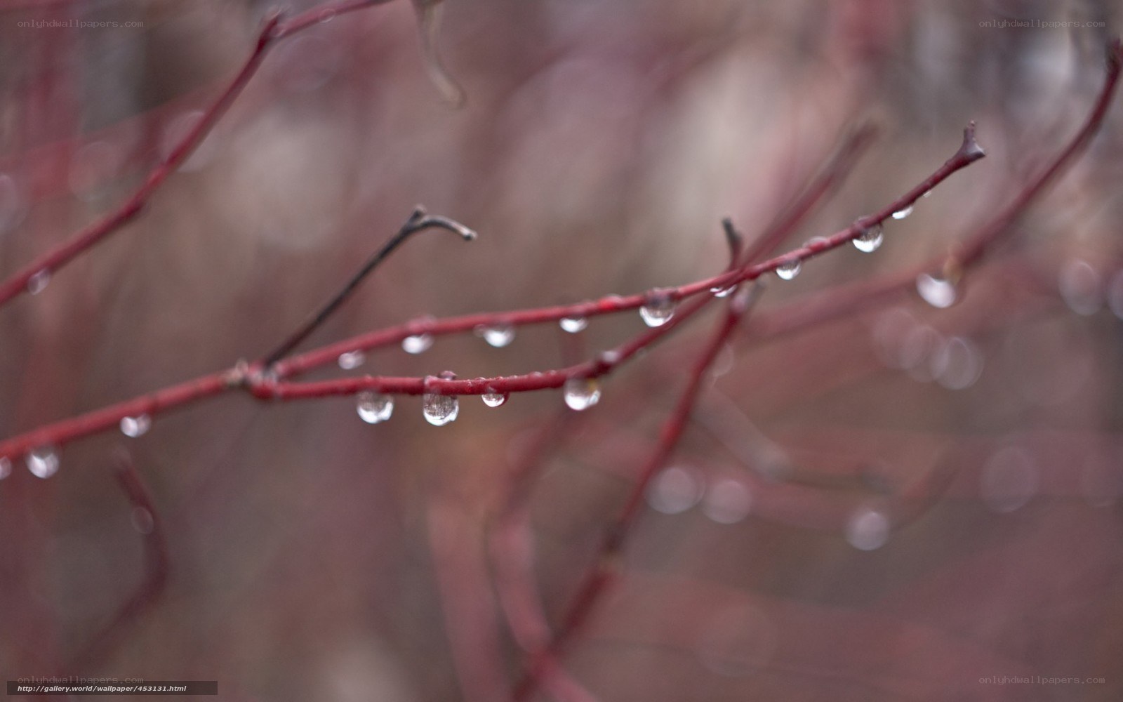 Raindrops on red branches