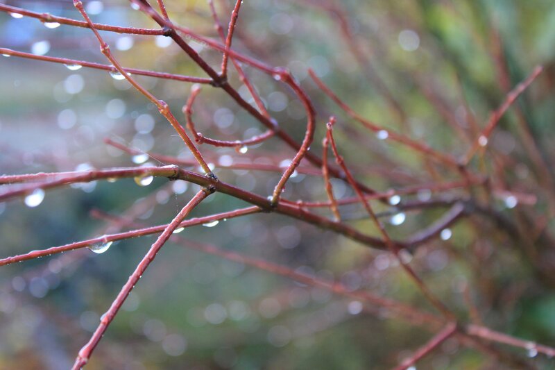 Raindrops on red branches