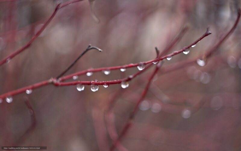Raindrops on Red Branches — Calm