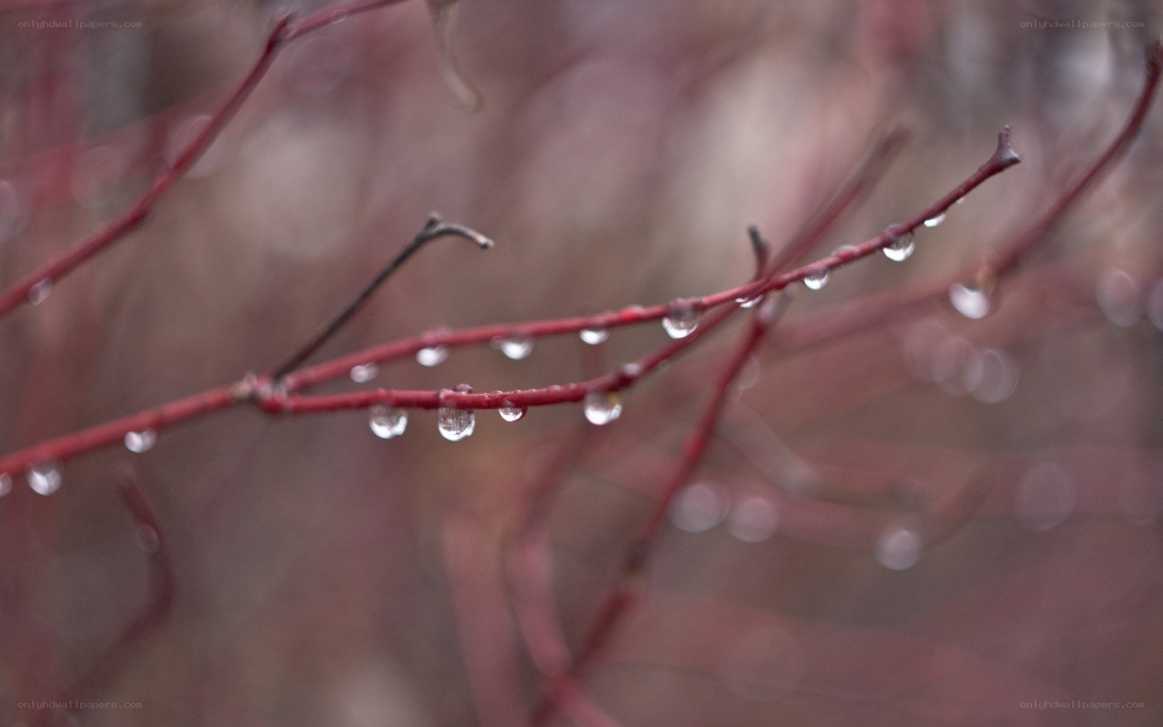 Raindrops on red branches