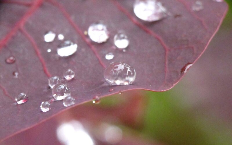 Raindrops on Red Leaf