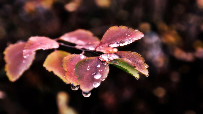 Raindrops on Red Leaves — Serene